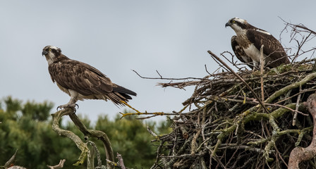 Ospreys