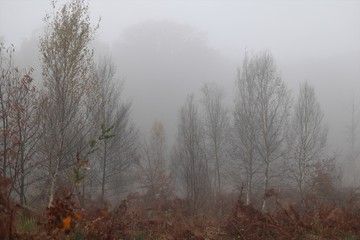 Fototapeta na wymiar Forêt de Tressé