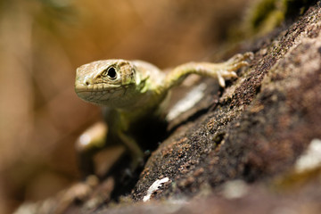 lizard