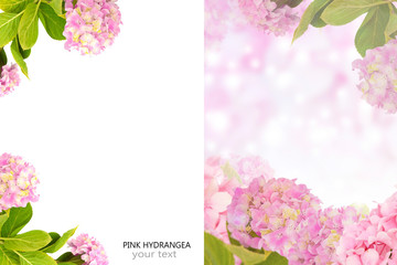 Creative layout made of pink hydrangea hortensia flowers with space for your text