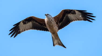Redkites