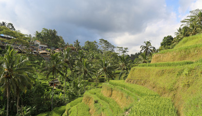 Fototapeta na wymiar Terraced rice fields in Asia, Bali