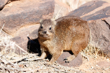 Naklejka premium Klippschliefer fressend