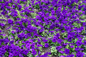 A multitude of blue petunia flowers planted in a flower bed, background