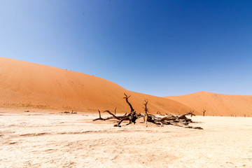 Düne und Totholz im Sossuvlei, Namibia