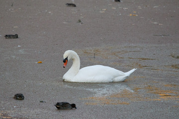Einzelner Schwan in trübem Wasser