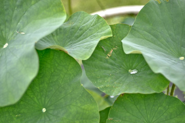朝露