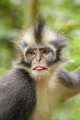 North Sumatran Leaf Monkey - Presbytis thomasi, endemic monkey from North Sumatra forests, Indonesia.