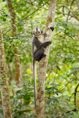North Sumatran Leaf Monkey - Presbytis thomasi, endemic monkey from North Sumatra forests, Indonesia.