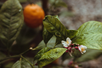 Tangerine tree blooms in the botanical garden