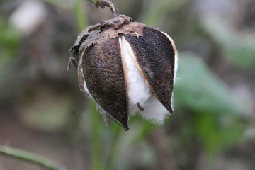 Capsula del algodón  en el campo 