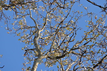 Silberpappel im Herbst