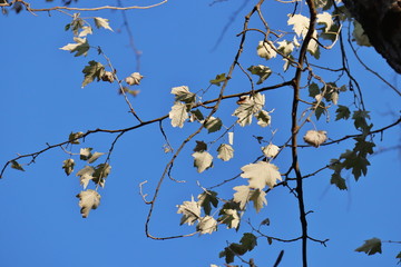 Silberpappel im Herbst