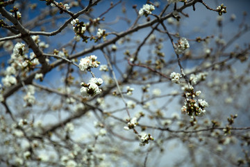 Blossoming almond tree