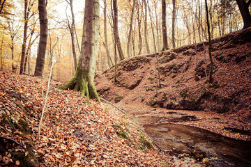 Beech forest in autumn - a stream running through