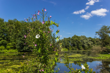 Beautiful view near Mamming-Isar-Bavaria-Germany