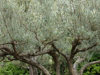 Vergers plantés d'oliviers en Provence