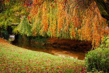 Small stream, flowing past beautiful autumnal trees of red, orange and yellow. Taken in Buxton Park, UK in fall.