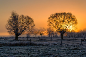 Jesienna mgła, szadź i wierzby