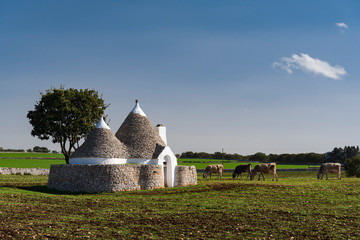 Traditional Trullo house with conical roof on the green field and four grazing cows in sunny day....