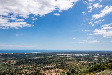 Fototapeta na wymiar Panoramic view of olive trees plain in front of Ostuni