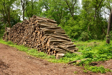 A huge pile of Ash trees removed because of an infestation 