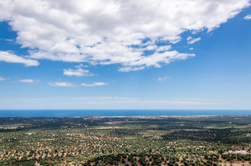 Panoramic view of olive trees plain in front of Ostuni