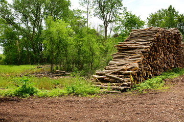 Deforestation of Ash trees due to Infestation of evasive species