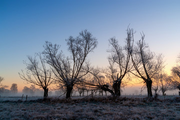 Jesienna mgła, szadź i wierzby