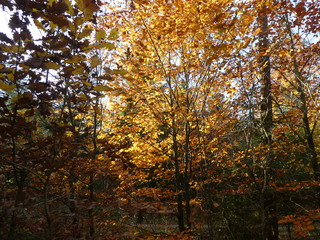 broadleaf woodland forest in autumn colorful trees leaves 