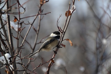 Black-capped Chickadee on a Branch