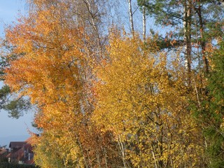 broadleaf woodland forest in autumn colorful trees leaves 