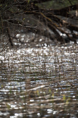 lake shore with distinct trees in green summer