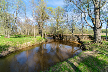 lake shore with distinct trees in green summer