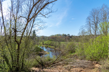 lake shore with distinct trees in green summer