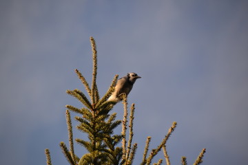 Blue Jay on Branch