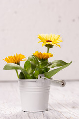 Beautiful yellow flowers on a white wooden background