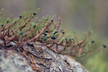 Empetrum (crowberry or black crowberry)