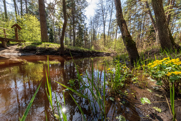 lake shore with distinct trees in green summer