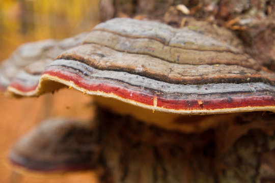 Colorful polypore growing on a beech tree