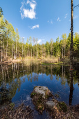 lake shore with distinct trees in green summer