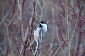 Obraz premium Black-capped Chickadee on a Branch