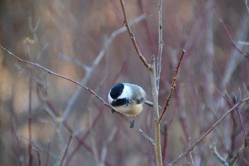 Black-capped Chickadee on a Branch