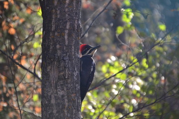 Pileated Woodpecker on a Tree