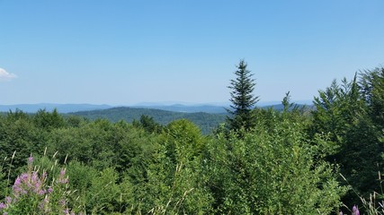 forest and blue sky