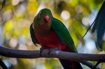 Curious King Parrot