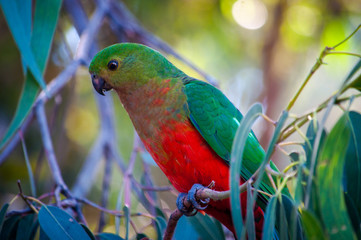 Australian King Parrot
