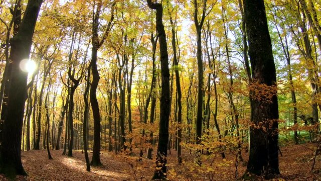 Herbstwald-Schwenk