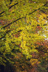 Gingko tree full of glowing vibrant yellow leaves