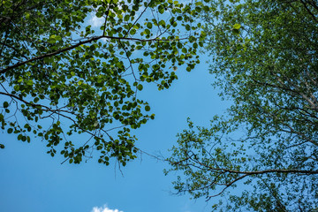 large trees agains blue sky